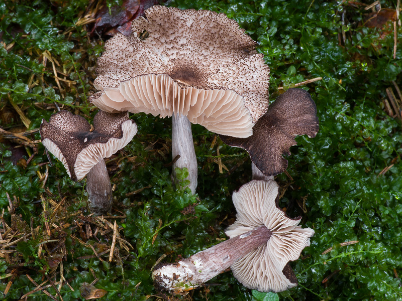 Entoloma scabiosum